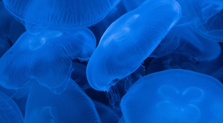 Otvoren poziv za financiranje istraživačkog novinarstva: Journalism and Science Alliance (JSA)